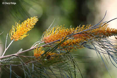 4388-yellow.jpg