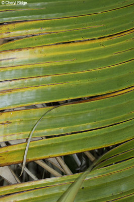 4402-frond.jpg