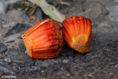4416-red-orange.jpg