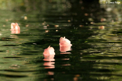4454-aquatic.jpg