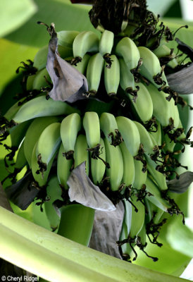 4641-bananas.jpg