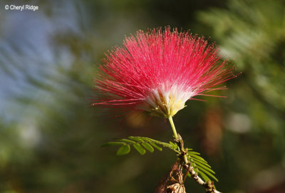 4645-flower.jpg