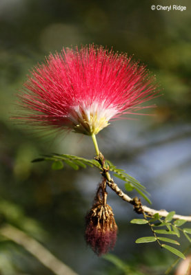 4646-flower.jpg