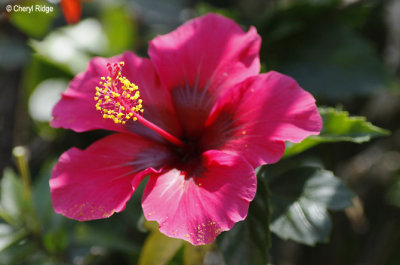 4695-hibiscus.jpg