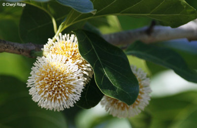 4718-leichardt flower.jpg