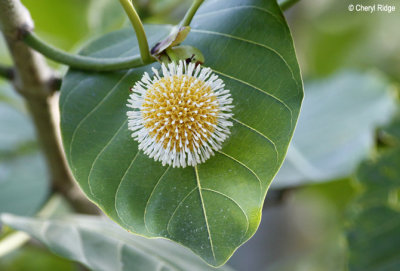 4721-leichardt flower.jpg