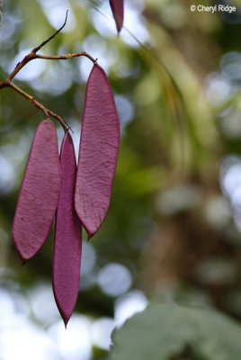 5051-pods.jpg
