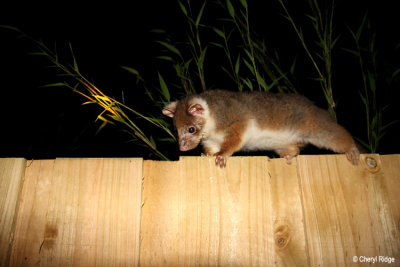 4907-ringtail.jpg