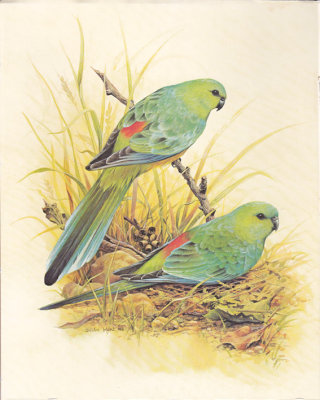 dhunt-parrot-print-sml.jpg