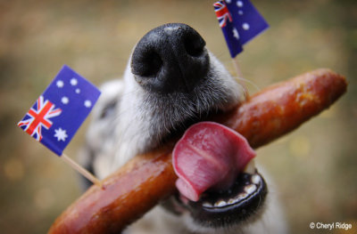 5771b- our dog enjoying Australia Day 2013