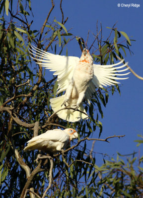 5080-corellas.jpg