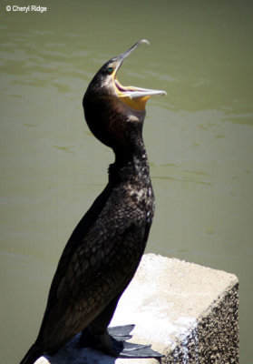 5110-cormorant.jpg
