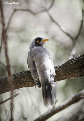 5137-noisy-miner.jpg