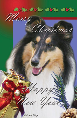 Christmas card design featuring collie rough