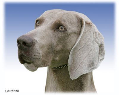 Weimaraner