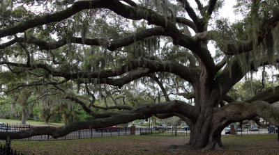 300-500 year old Live Oak