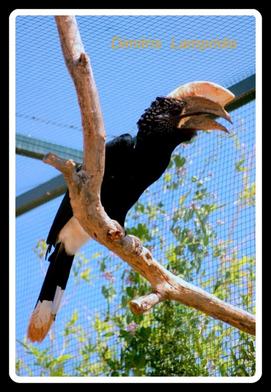 Toucans ...