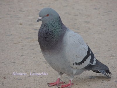 PIGEON ...
