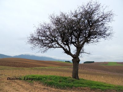 Solitary  tree ...