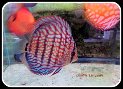 Symphysodon  discus  fish  red  ...