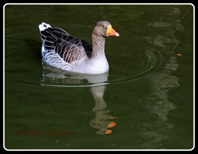Goose ...