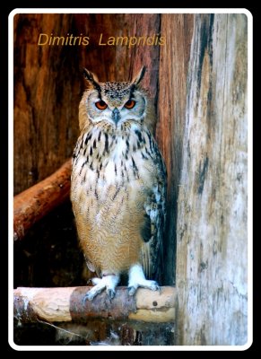 Owl  ...