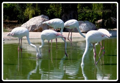 Flamingos ...