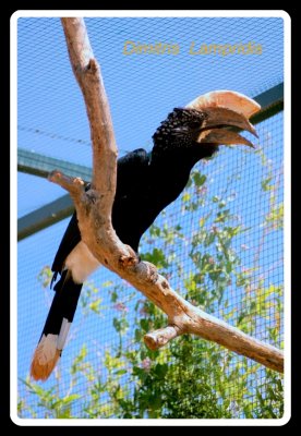 Toucans ...
