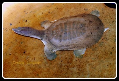 Leatherback   turtle ...