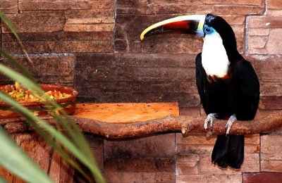 Toucans ...