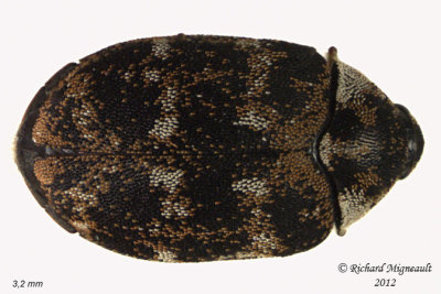 Carpet Beetle - Anthrenus fuscus 1 414 m12