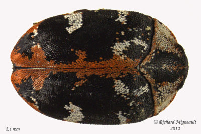 Carpet Beetle - Anthrenus scrophulariae 1 m12