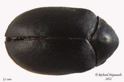 Carpet Beetle - Anthrenus sp 1 m12 
