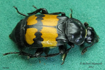 Carrion Beetle - Nicrophorus defodiens m12