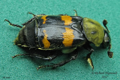 Carrion Beetle - Nicrophorus tomentosus m12