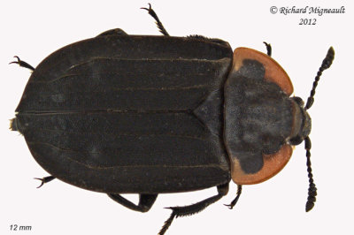Carrion Beetle - Oiceoptoma noveboracense m12