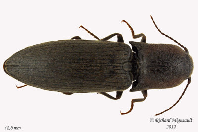 Click beetle - Agriotes fucosus sp1 1 m12