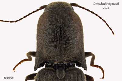 Click beetle - Agriotes fucosus sp1 2 m12