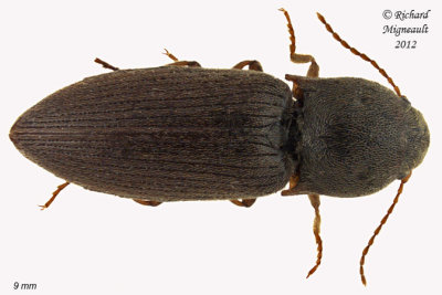 Click Beetle - Agriotes mancus1 1 m12
