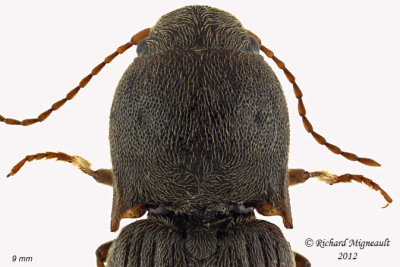Click Beetle - Agriotes mancus1 2 m12