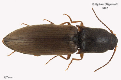 Click beetle - Agriotes limosus 1 m12