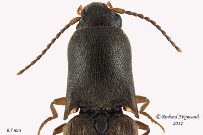 Click beetle - Agriotes limosus 2 m12