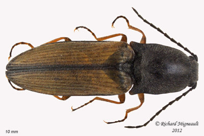 Click Beetle - Corymbitodes tarsalis1 1 m12