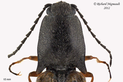 Click Beetle - Corymbitodes tarsalis1 2 m12