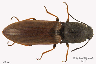 Click Beetle - Corymbitodes tarsalis2 1 m12