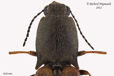 Click Beetle - Corymbitodes tarsalis2 2 m12