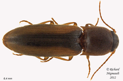 Click Beetle - Dalopius vagus1 1 m12