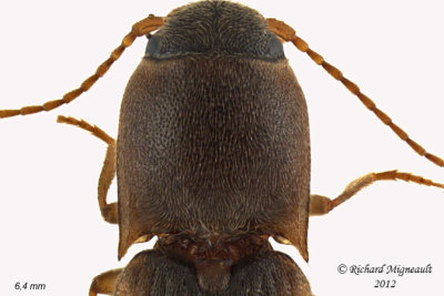 Click Beetle - Dalopius vagus1 2 m12