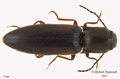 Click Beetle - Dalopius vagus2 1 m12