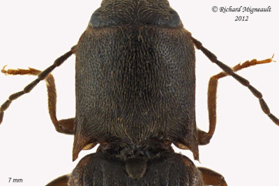 Click Beetle - Dalopius vagus2 2 m12